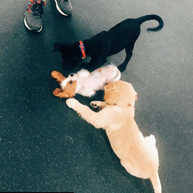 #Repost @romperthecav ・・・
Went to my first puppy social @wagandbrew 🐾